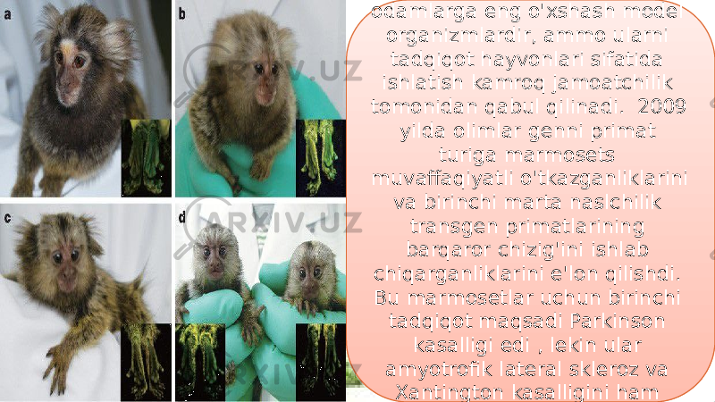 33Insoniy bo&#39;lmagan primatlar odamlarga eng o&#39;xshash model organizmlardir, ammo ularni tadqiqot hayvonlari sifatida ishlatish kamroq jamoatchilik tomonidan qabul qilinadi. 2009 yilda olimlar genni primat turiga marmosets muvaffaqiyatli o&#39;tkazganliklarini va birinchi marta naslchilik transgen primatlarining barqaror chizig&#39;ini ishlab chiqarganliklarini e&#39;lon qilishdi. Bu marmosetlar uchun birinchi tadqiqot maqsadi Parkinson kasalligi edi , lekin ular amyotrofik lateral skleroz va Xantington kasalligini ham ko&#39;rib chiqishdi 4004 10 10 11 0E 11 0C 11 15 1E 11 0F03 2709 13 11 1F 03 3003 1F 