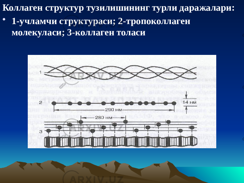 Коллаген структур тузилишининг турли даражалари: • 1-учламчи структураси; 2-тропоколлаген молекуласи; 3-коллаген толаси 