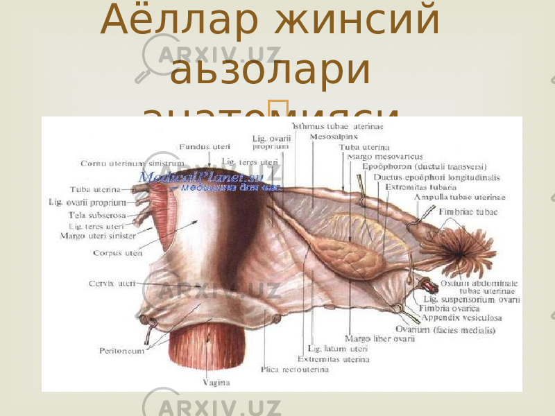 Аёллар жинсий аьзолари анатомияси. 