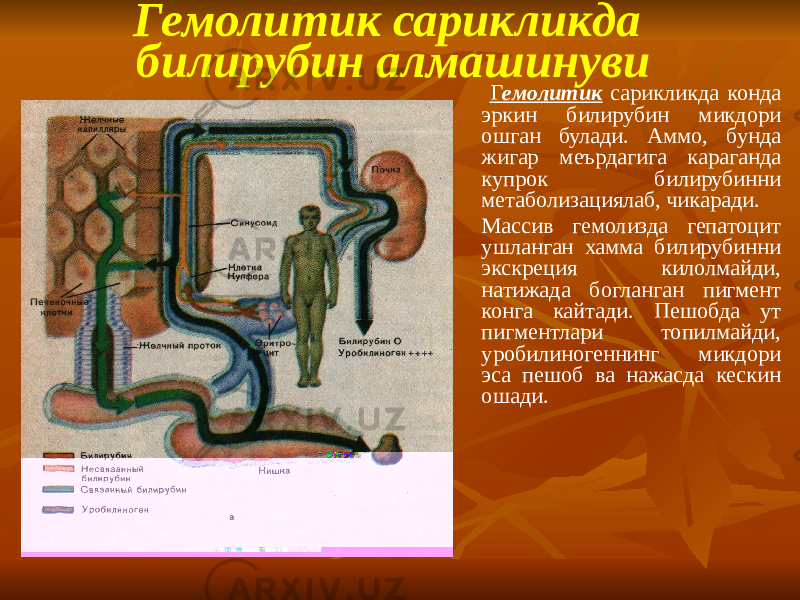 Гемолитик сарикликда билирубин алмашинуви Г емолитик сарикликда конда эркин билирубин микдори ошган булади. Аммо, бунда жигар меърдагига караганда купрок билирубинни метаболизациялаб, чикаради. Массив гемолизда гепатоцит ушланган хамма билирубинни экскреция килолмайди, натижада богланган пигмент конга кайтади. Пешобда ут пигментлари топилмайди, уробилиногеннинг микдори эса пешоб ва нажасда кескин ошади. 