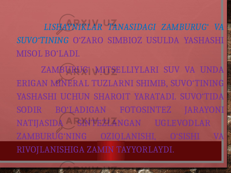  LISHAYNIKLAR TANASIDAGI ZAMBURUG‘ VA SUVO‘TINING O‘ZARO SIMBIOZ USULDA YASHASHI MISOL BO‘LADI. ZAMBURUG‘ MITSELLIYLARI SUV VA UNDA ERIGAN MINERAL TUZLARNI SHIMIB, SUVO‘TINING YASHASHI UCHUN SHAROIT YARATADI. SUVO‘TIDA SODIR BO‘LADIGAN FOTOSINTEZ JARAYONI NATIJASIDA SINTEZLANGAN UGLEVODLAR ZAMBURUG‘NING OZIQLANISHI, O‘SISHI VA RIVOJLANISHIGA ZAMIN TAYYORLAYDI. 