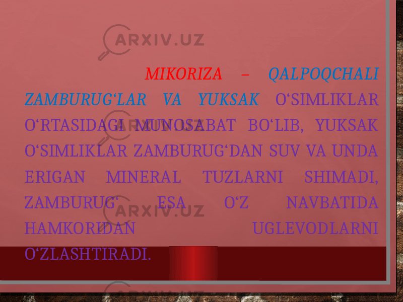  MIKORIZA – QALPOQCHALI ZAMBURUG‘LAR VA YUKSAK O‘SIMLIKLAR O‘RTASIDAGI MUNOSABAT BO‘LIB, YUKSAK O‘SIMLIKLAR ZAMBURUG‘DAN SUV VA UNDA ERIGAN MINERAL TUZLARNI SHIMADI, ZAMBURUG‘ ESA O‘Z NAVBATIDA HAMKORIDAN UGLEVODLARNI O‘ZLASHTIRADI. 