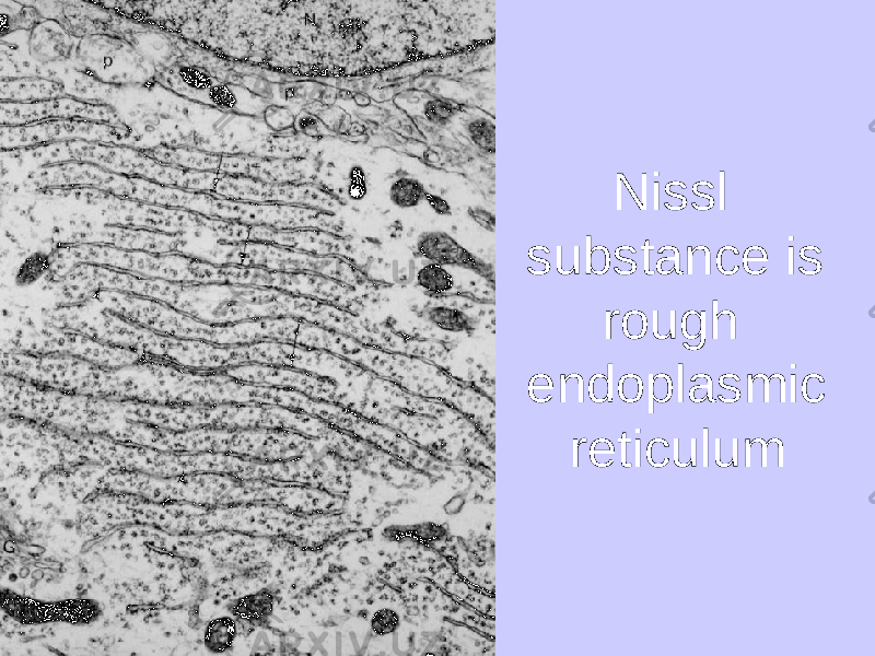 Nissl substance is rough endoplasmic reticulum 