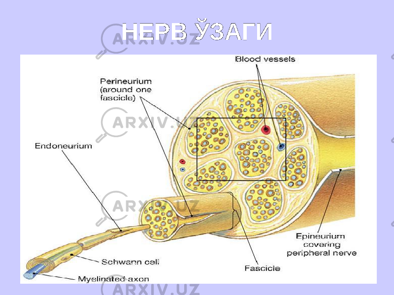 НЕРВ ЎЗАГИ 