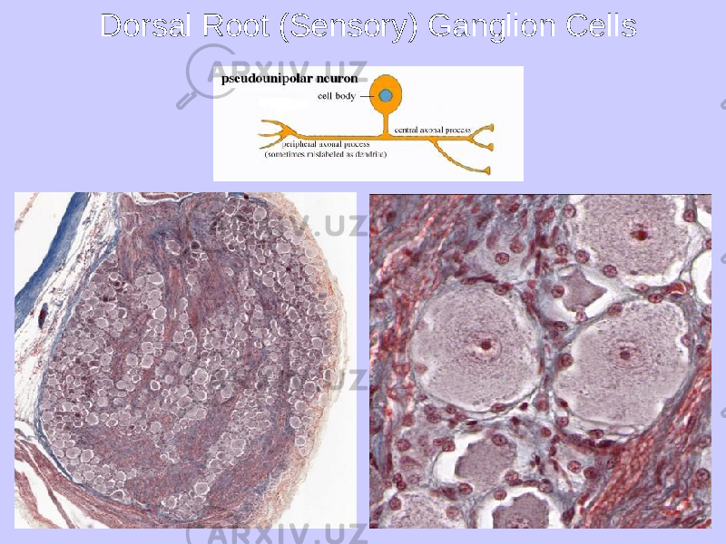 Dorsal Root (Sensory) Ganglion Cells 