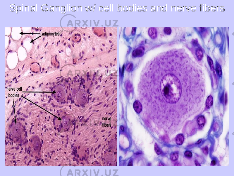 Spinal Ganglion w/ cell bodies and nerve fibers 