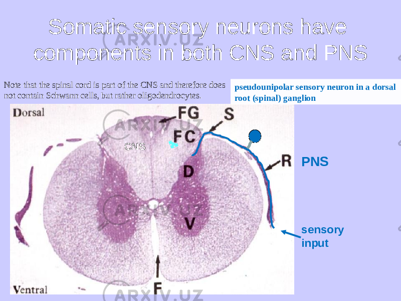 Somatic sensory neurons have components in both CNS and PNS sensory inputpseudounipolar sensory neuron in a dorsal root (spinal) ganglion CNS PNSNote that the spinal cord is part of the CNS and therefore does not contain Schwann cells, but rather oligodendrocytes . 