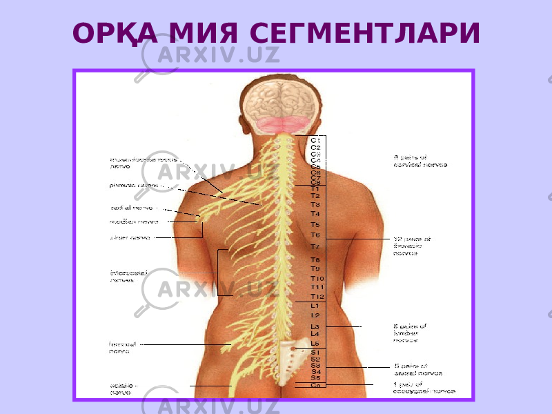 ОРҚА МИЯ СЕГМЕНТЛАРИ 