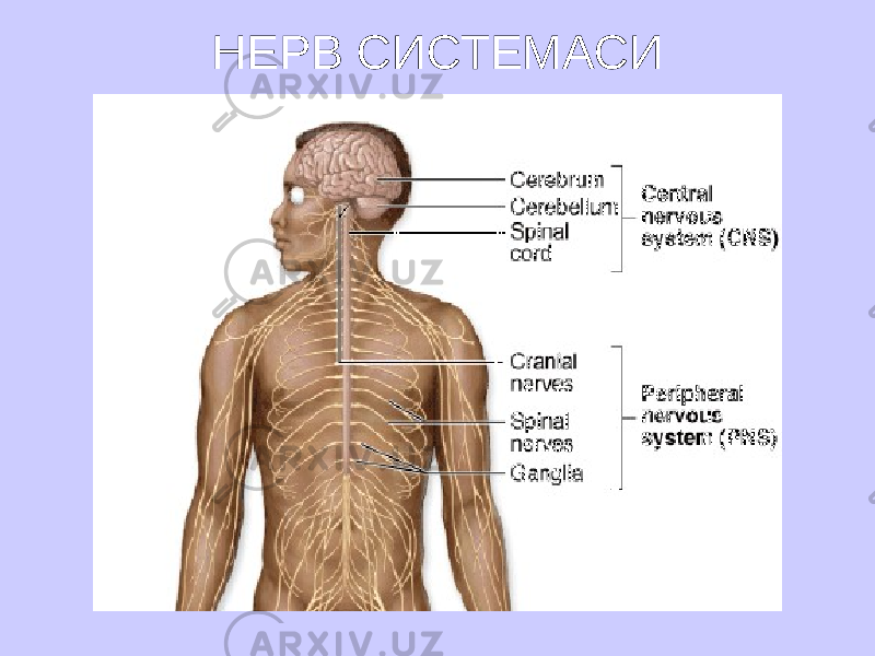 НЕРВ СИСТЕМАСИ 