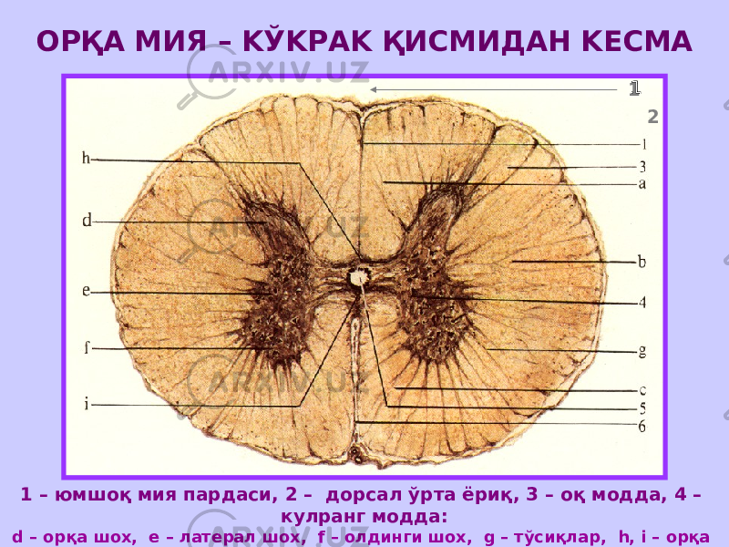 ОРҚА МИЯ – KЎKРАK ҚИСМИДАН KЕСМА 1 – юмшоқ мия пардаси, 2 – дорсал ўрта ёриқ, 3 – оқ модда, 4 – кулранг модда: d – орқа шох, e – латерал шох, f – олдинги шох, g – тўсиқлар, h, i – орқа ва олдинги кулранг битишма, 5 – марказий канал, 6 – вентрал ўрта ёриқ 1 1 2 