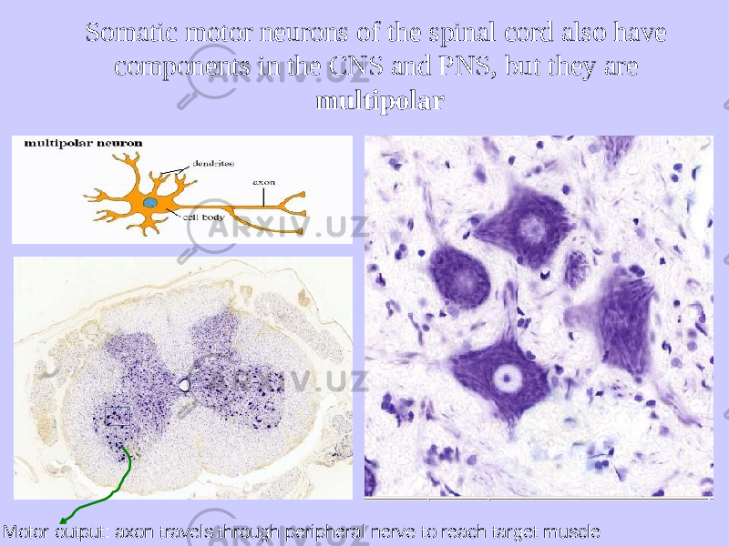 Somatic motor neurons of the spinal cord also have components in the CNS and PNS, but they are multipolar Motor output: axon travels through peripheral nerve to reach target muscle 