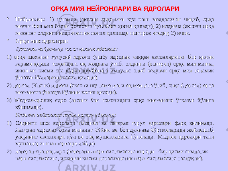 ОРҚА МИЯ НЕЙРОНЛАРИ ВА ЯДРОЛАРИ • Нейронлар: 1) тутамли (аксони орқа мия кул ранг моддасидан чиқиб, орқа мияни бош мия билан боғловчи тутамлар ҳосил қилади); 2) илдизча (аксони орқа миянинг олдинги илдизчасини хосил қилишда иштирок этади); 3) ички. • Орқа мия ядролари: Тутамли нейронлар хосил қилган ядролар: 1) орқа шохнинг хусусий ядроси (ушбу ядродан чиққан аксонларнинг бир қисми қарама-қарши томондаги оқ моддага ўтиб, олдинги (вентрал) орқа мия-мияча, иккинчи қисми эса кўрув дўмбоғига импульс олиб келувчи орқа мия-таламик ўтказув йўлларини хосил қилади). 2) дорсал (Кларк) ядроси (аксони шу томондаги оқ моддага ўтиб, орқа (дорсал) орқа мия-мияча ўтказув йўлини хосил қилади). 3) Медиал-оралиқ ядро (аксони ўзи томонидаги орқа мия-мияча ўтказув йўлига қўшилади). Илдизча нейронлар хосил қилган ядролар: 1) Олдинги шох ядролари (медиал ва латерал гуруҳ ядролари фарқ қилинади. Латерал ядролар орқа миянинг бўйин ва бел-думғаза бўртмаларида жойлашиб, уларнинг аксонлари қўл ва оёқ мушакларига йўналади. Медиал ядролари тана мушакларини иннервациялайди) 2) латерал-оралиқ ядро (вегетатив нерв системасига киради, бир қисми симпатик нерв системасига, иккинчи қисми парасимпатик нерв системасига таалуқли). 