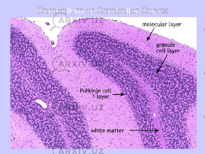 Cerebellum or Cerebellar Cortex 