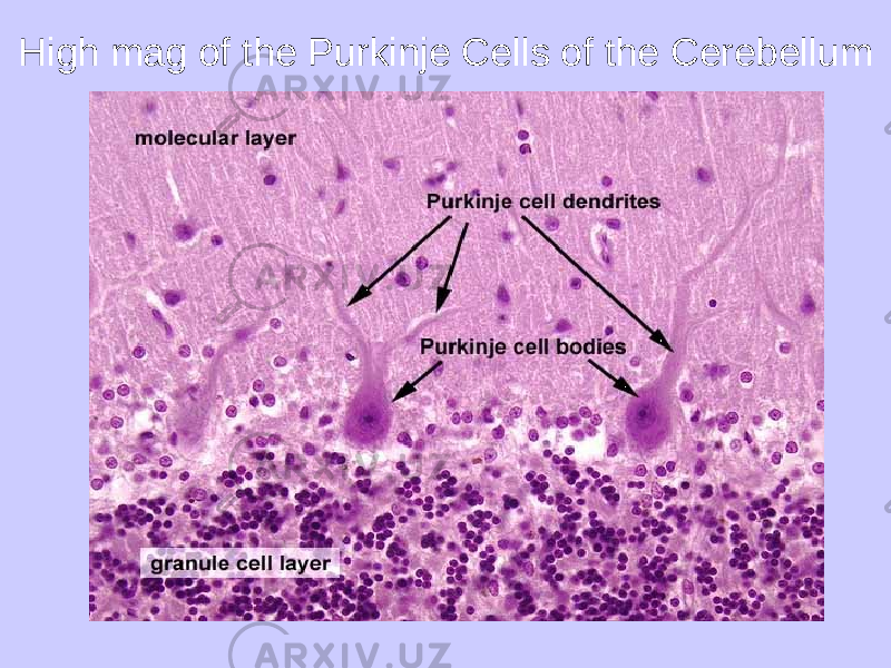 High mag of the Purkinje Cells of the Cerebellum 