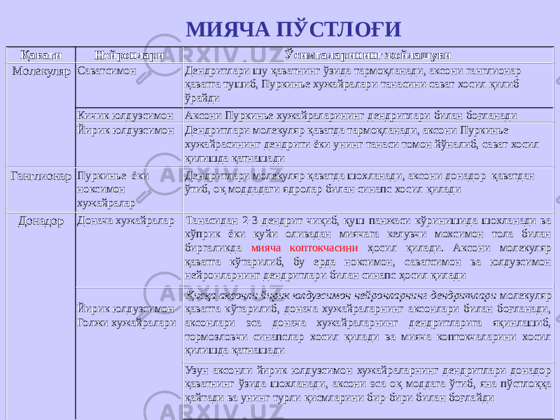 МИЯЧА ПЎСТЛОҒИ Қавати Нейронлари Ўсимталарининг жойлашуви Молекуляр Саватсимон Дендритлари шу қаватнинг ўзида тармоқланади, аксони ганглионар қаватга тушиб, Пуркинье хужайралари танасини сават хосил қилиб ўрайди Кичик юлдузсимон Аксони Пуркинье хужайраларининг дендритлари билан боғланади Йирик юлдузсимон Дендритлари молекуляр қаватда тармоқланади, аксони Пуркинье хужайрасининг дендрити ёки унинг танаси томон йўналиб, сават хосил қилишда қатнашади Ганглионар Пуркинье ёки ноксимон хужайралар Дендритлари молекуляр қаватда шохланади, аксони донадор қаватдан ўтиб, оқ моддадаги ядролар билан синапс хосил қилади Донадор Донача хужайралар Танасидан 2-3 дендрит чиқиб, қуш панжаси кўринишида шохланади ва кўприк ёки қуйи оливадан миячага келувчи мохсимон тола билан биргаликда мияча коптокчасини ҳосил қилади. Аксони молекуляр қаватга кўтарилиб, бу ерда ноксимон, саватсимон ва юлдузсимон нейронларнинг дендритлари билан синапс ҳосил қилади   Йирик юлдузсимон Голжи хужайралари Қисқа аксонли йирик юлдузсимон нейронларнинг дендритлари молекуляр қаватга кўтарилиб, донача хужайраларнинг аксонлари билан боғланади, аксонлари эса донача хужайраларнинг дендритларига яқинлашиб, тормозловчи синапслар хосил қилади ва мияча коптокчаларини хосил қилишда қатнашади Узун аксонли йирик юлдузсимон хужайраларнинг дендритлари донадор қаватнинг ўзида шохланади, аксони эса оқ моддага ўтиб, яна пўстлоққа қайтади ва унинг турли қисмларини бир-бири билан боғлайди 