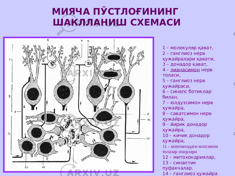 МИЯЧА ПЎСТЛОҒИНИНГ ШАКЛЛАНИШ СХЕМАСИ 1 – молекуляр қават, 2 – ганглиоз нерв ҳужайралари қавати, 3 – донадор қават, 4 – лианасимон нерв толаси, 5 – ганглиоз нерв ҳужайраси, 6 – синапс ботиклар билан, 7 – юлдузсимон нерв ҳужайра, 8 – саватсимон нерв ҳужайра, 9 – йирик донадор ҳужайра, 10 – кичик донадор ҳужайра, 11 – коптокчадаги мохсимон толалар охирлари 12 – митохондриялар, 13 – синаптик пуфакчалар. 14 – ганглиоз ҳужайра аксони, 15 – ганглиоз ҳужайранинг аксони орқага кайтган коллатерали, 16 – нейрофиламентлар. 