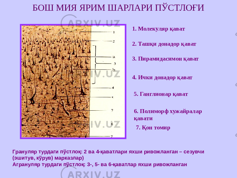 БОШ МИЯ ЯРИМ ШАРЛАРИ ПЎСТЛОҒИ 1. Молекуляр қават 2. Ташқи донадор қават 3. Пирамидасимон қават 4. Ички донадор қават 5. Ганглионар қават 7. Қон томир6. Полиморф хужайралар қавати Грануляр турдаги пўстлоқ: 2 ва 4-қаватлари яхши ривожланган – сезувчи (эшитув, кўрув) марказлар) Агрануляр турдаги пўстлоқ: 3-, 5- ва 6-қаватлар яхши ривожланган 