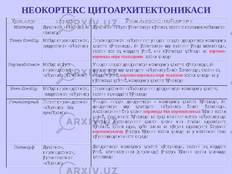 НЕОКОРТЕКС ЦИТОАРХИТЕКТОНИКАСИ Қаватлари Таркиби Ўсимталарнинг жойлашиши Молекуляр Дуксимон нейронлар ва толалар Дуксимон нейрон ўсимталари пўстлоқ юзасига параллел жойлашган Ташқи донадор Майда пирамидасимон, юлдузсимон нейронлар Пирамидасимон нейроннинг учидан чиққан дендритлар молекуляр қаватга кўтарилади, ён ўсимталари шу еронинг ўзида шохланади, аксони эса оқ моддага ўтиб, яна пўстлоққа қайтади ва кортико- кортикал нерв толаларини хосил қилади Пирамидасимон Майда ва ўрта пирамидасимон нейронлар (10-40 мкм) Учидан чиққан дендритлари молекуляр қаватга кўтарилади, ён дендритлари шу қаватдаги нейронлар билан боғланади, аксони оқ моддага ўтиб, кортико-кортикал нерв толасини хосил қилади ва у пўстлоққа қайтиб, молекуляр қаватга йўналади Ички донадор Майда пирамидасимон, юлдузсимон нейронлар Пирамидасимон нейронларнинг дендритлари молекуляр қаватга, аксони оқ моддага йўналади Ганглионарный Гигант пирамидасимон нейронлар - Бец хужайралари Учидан чиққан дендритлари – молекуляр қаватга йўналади, ён дендритлари шу қаватдаги нейронлар билан боғланади. Аксонларнинг бир қисми пирамида ёки кортикоспинал йўлни хосил қилиб, орқа мияга йўналади ва орқа миянинг мотор нейронларида тугайди. Аксонларнинг қолган қисми мия стволи ядроларига йўналиб, қизил ядро, қуйи олива ва кўприк ядроларига борувчи кортиконуклеар ўтказув йўлини хосил қилади ва у мохсимон тола кўринишида миячага киради Полиморф   Дуксимон, пирамидасимон, ўргимчаксимон нейронлар Дендритлари молекуляр қаватга кўтарилади, аксони оқ моддага ўтиб, кортикоспинал (пирамида) ўтказув йўлини ҳосил қилишда қатнашади 