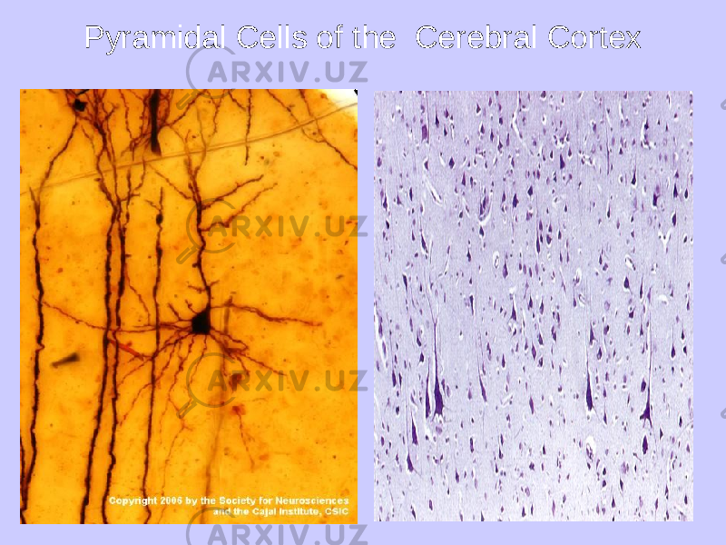 Pyramidal Cells of the Cerebral Cortex 