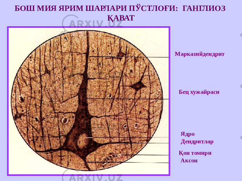 БОШ МИЯ ЯРИМ ШАРЛАРИ ПЎСТЛОҒИ: ГАНГЛИОЗ ҚАВАТ Марказийдендрит Бец хужайраси Ядро Дендритлар Қон томири Аксон 