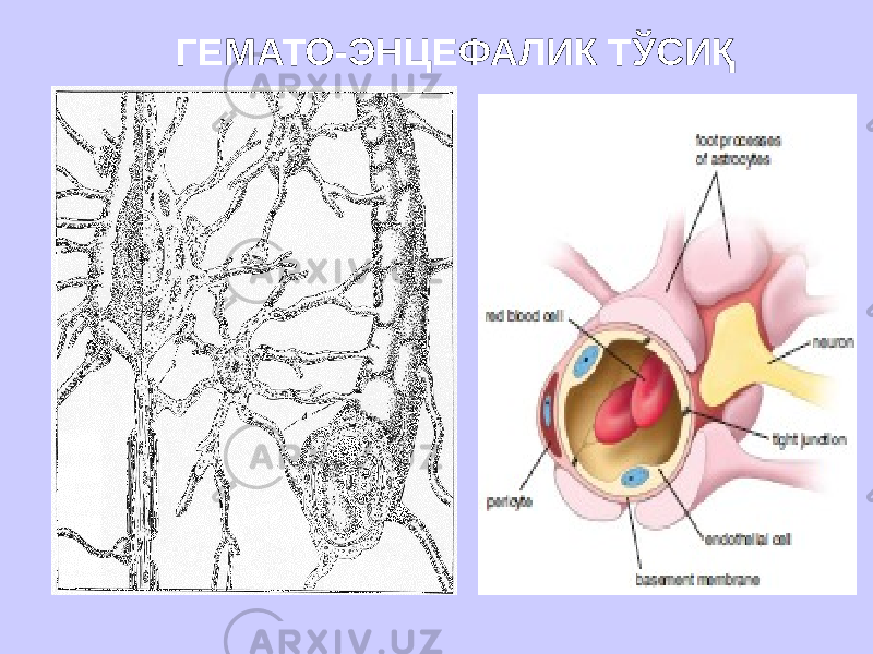 ГЕМАТО-ЭНЦЕФАЛИК ТЎСИҚ 