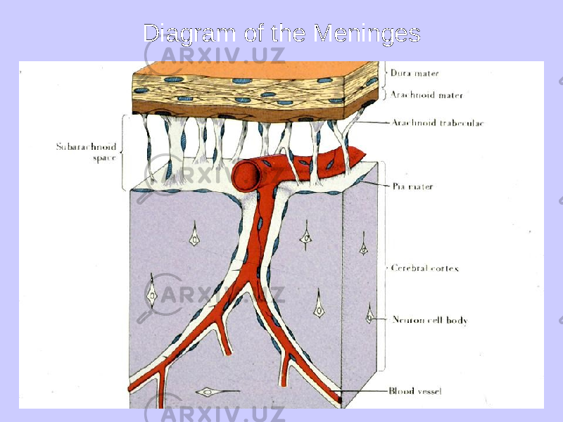 Diagram of the Meninges 