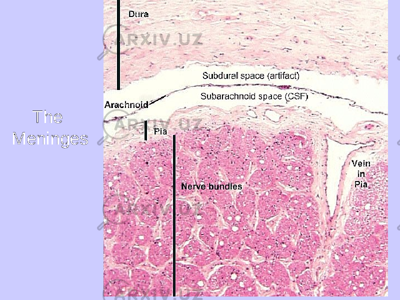 The Meninges 