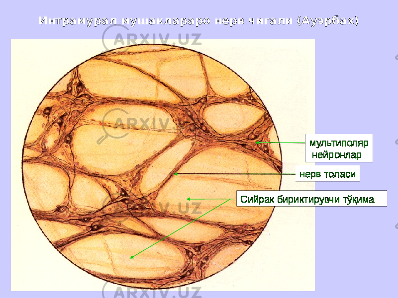 Интрамурал мушаклараро нерв чигали (Ауэрбах) мультиполяр нейронлар нерв толаси Сийрак бириктирувчи тўқима 