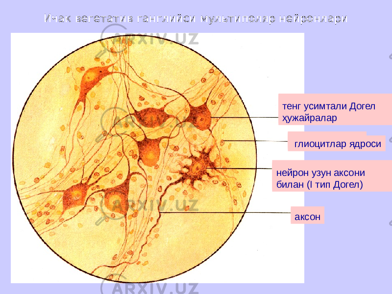 Ичак вегетатив ганглийси мультиполяр нейронлари равноотростчатые клетки Догеля II типа ядра глиоцитов нейрон с длинным аксоном (I типа Догеля) аксонравноотростчатые клетки Догеля II типа ядра глиоцитов нейрон с длинным аксоном (I типа Догеля) равноотростчатые клетки Догеля II типа ядра глиоцитов аксоннейрон узун аксони билан (I тип Догел) тенг усимтали Догел ҳужайралар глиоцитлар ядроси 