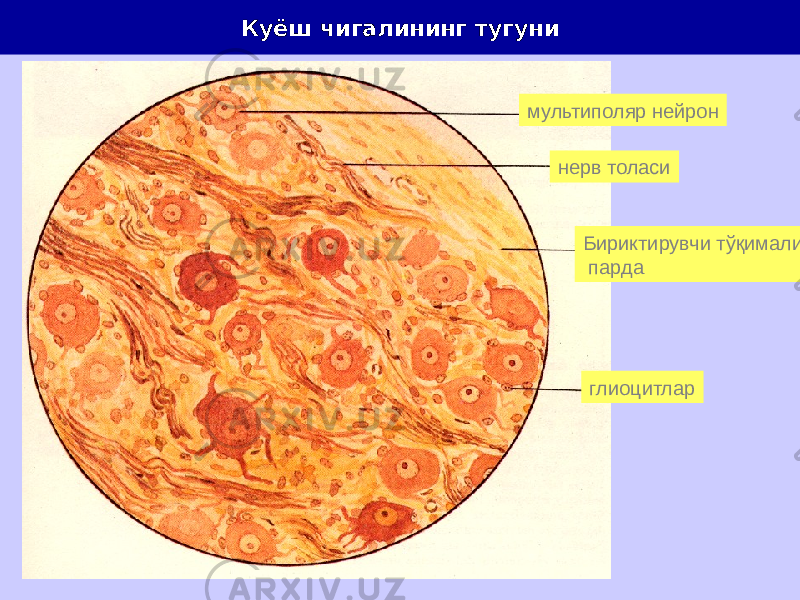 Куёш чигалининг тугуни мультиполяр нейрон нерв толаси Бириктирувчи тўқимали парда глиоцитлар 