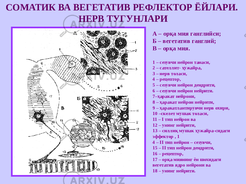 СОМАТИК ВА ВЕГЕТАТИВ РЕФЛЕКТОР ЁЙЛАРИ. НЕРВ ТУГУНЛАРИ А – орқа мия ганглийси; Б – вегетатив ганглий; В – орқа мия. 1 – сезувчи нейрон танаси, 2 – сателлит- ҳужайра, 3 – нерв толаси, 4 – рецептор, 5 – сезувчи нейрон дендрити, 6 – сезувчи нейрон нейрити. 7–ҳаракат нейрони, 8 – ҳаракат нейрон нейрити, 9 – ҳаракатлантирувчи нерв охири, 10 –скелет мушак толаси, 11 – I тип нейрон ва 12 – унинг нейрити, 13 – силлиқ мушак ҳужайра-сидаги эффектор , 1 4 – II тип нейрон – сезувчи, 15 – II тип нейрон дендрити, 16 – рецептор, 17 – орқа миянинг ён шохидаги вегетатив ядро нейрони ва 18 – унинг нейрити. 