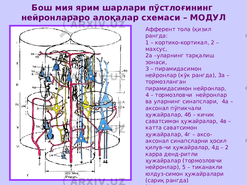 Бош мия ярим шарлари пўстлоғининг нейронлараро алоқалар схемаси – МОДУЛ Афферент тола (қизил рангда: 1 – кортико-кортикал, 2 – махсус, 2а –уларнинг тарқалиш зонаси, 3 – пирамидасимон нейронлар (кўк рангда), 3а – тормозланган пирамидасимон нейронлар, 4 – тормозловчи нейронлар ва уларнинг синапслари, 4а – аксонал пўпикчали ҳужайралар, 4б – кичик саватсимон ҳужайралар, 4в – катта саватсимон ҳужайралар, 4г – аксо- аксонал синапсларни ҳосил қилув-чи ҳужайралар, 4д – 2 карра денд-ритли ҳужайралар (тормозловчи нейронлар), 5 – тиканакли юлдуз-симон ҳужайралари (сариқ рангда) (фаоллаштирувчи пирамидал нейронлар), 6 – толаларнинг ташқи асосий қавати, 7 – ички донадор пластинканинг чизиғи, 8 – ички пирамидасимон пластинканинг чизиғи, 9 – миелинли толалар, 10 – миелинсиз толалар. 