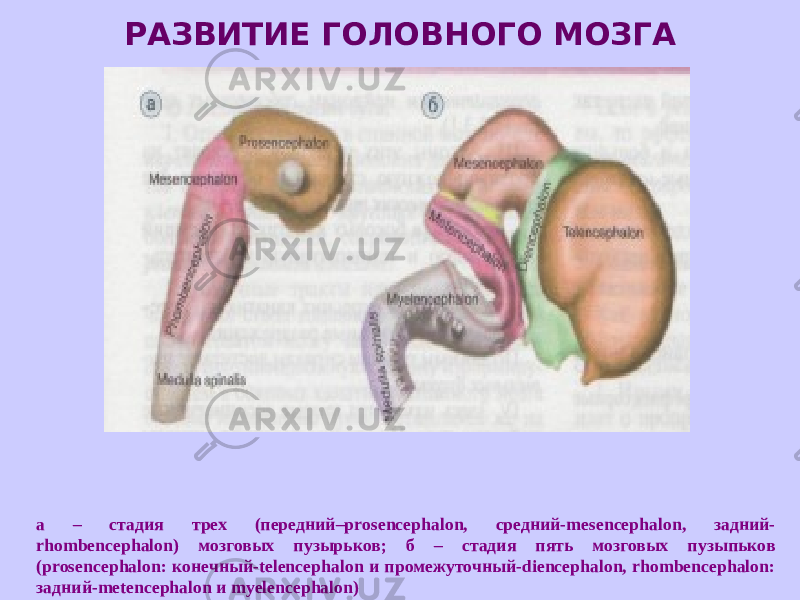 РАЗВИТИЕ ГОЛОВНОГО МОЗГА а – стадия трех (передний–prosencephalon, средний-mesencephalon, задний- rhombencephalon) мозговых пузырьков; б – стадия пять мозговых пузыпьков (prosencephalon: конечный-telencephalon и промежуточный-diencephalon, rhombencephalon: задний-metencephalon и myelencephalon) 