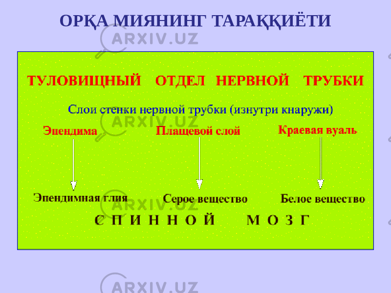 ОРҚА МИЯНИНГ ТАРАҚҚИЁТИ 