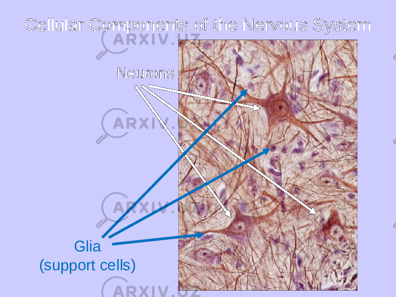 Cellular Components of the Nervous System Neurons Glia (support cells) 