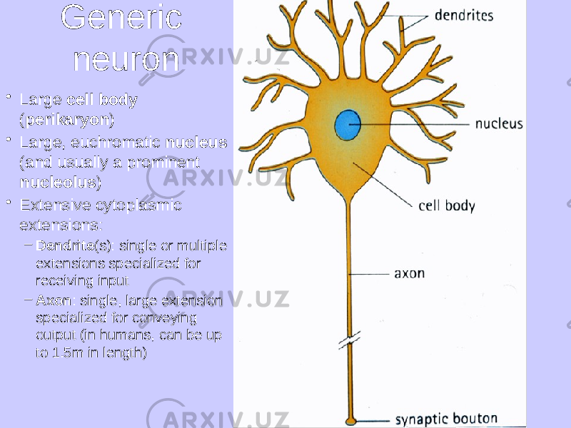 Generic neuron • Large cell body ( perikaryon ) • Large, euchromatic nucleus (and usually a prominent nucleolus ) • Extensive cytoplasmic extensions: – Dendrite (s): single or multiple extensions specialized for receiving input – Axon : single, large extension specialized for conveying output (in humans, can be up to 1.5m in length) 