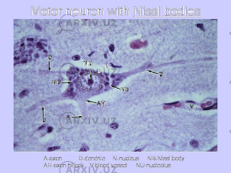 Motor neuron with Nissl bodies NU ND D A AH NBNB D V A-axon D-dendrite N-nucleus NB-Nissl body AH-axon hillock V-blood vessel NU-nucleolus 