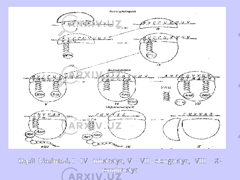 О qsil biosintezi . I –IV –initsiasiya , V – VII –elongatsiya , VIII – X- terminatsiya 