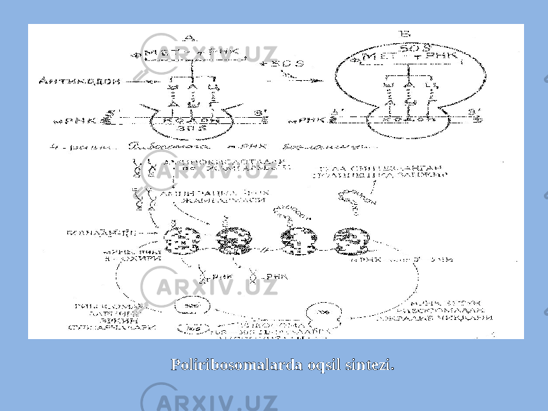 Poliribosomalarda oqsil sintezi. 