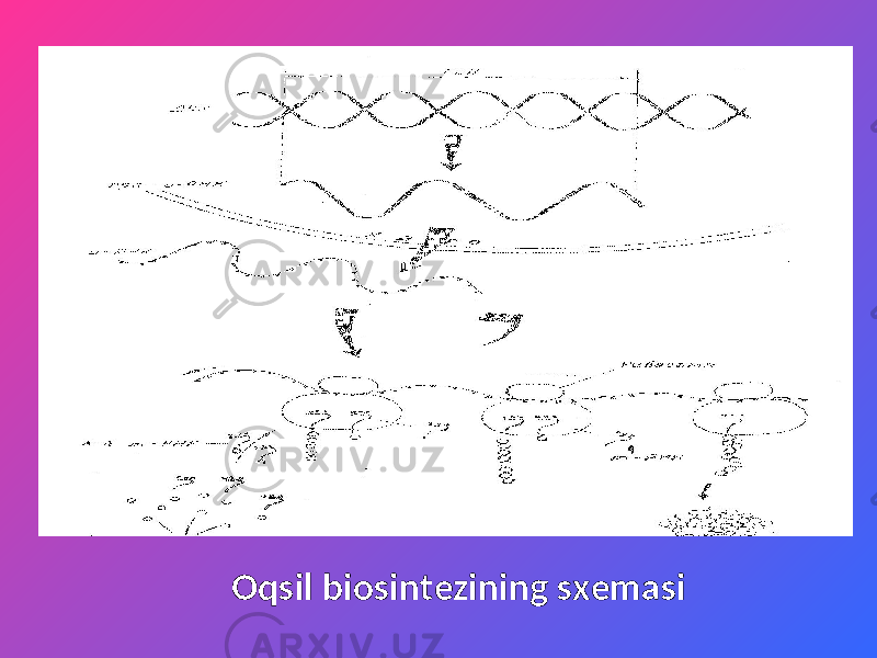 Oqsil biosintezining sxemasi 
