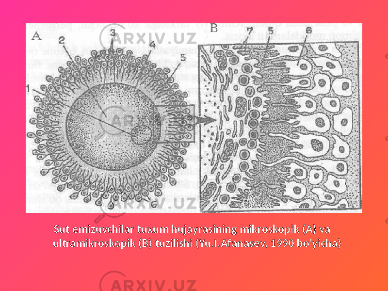  Sut emizuvchilar tuxum hujayrasining mikroskopik (A) va ultramikroskopik (B) tuzilishi (Yu.I.Afanasev, 1990 bo&#39;yicha) 