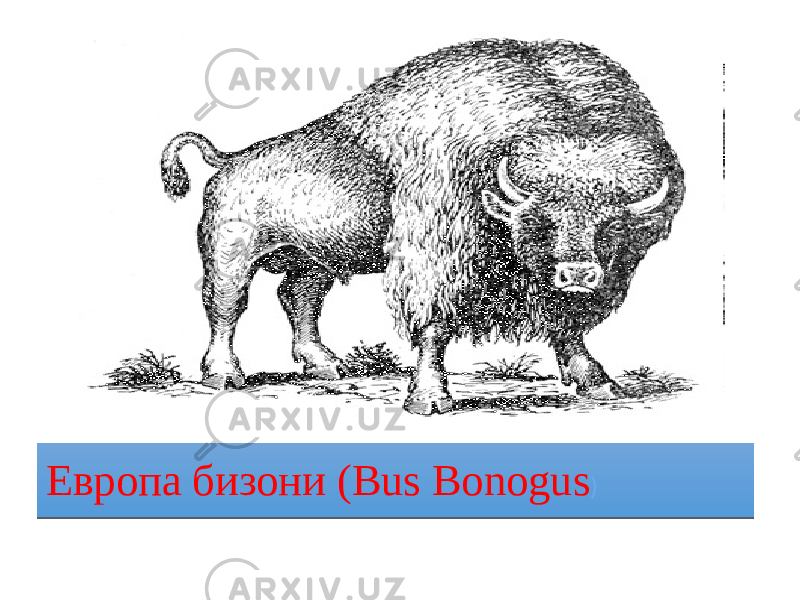 Европа бизони (Bus Bonogus )3B 1F 