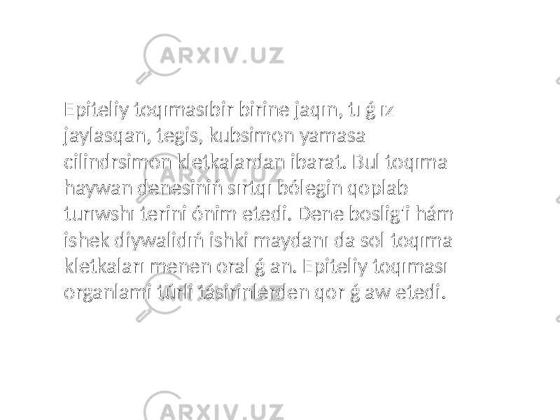 Epiteliy toqımasıbir birine jaqın, tı ǵ ız jaylasqan, tegis, kubsimon yamasa cilindrsimon kletkalardan ibarat. Bul toqıma haywan denesiniń sırtqı bólegin qoplab turıwshı terini ónim etedi. Dene boslig&#39;i hám ishek diywalidıń ishki maydanı da sol toqıma kletkaları menen oral ǵ an. Epiteliy toqıması organlami túrli tásirinlerden qor ǵ aw etedi. 