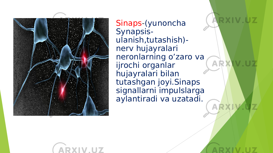 Sinaps - (yunoncha Synapsis- ulanish,tutashish)- nerv hujayralari neronlarning o’zaro va ijrochi organlar hujayralari bilan tutashgan joyi.Sinaps signallarni impulslarga aylantiradi va uzatadi. 