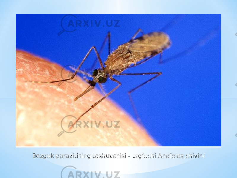 Bezgak parazitining tashuvchisi - urgʼochi Аnofeles chivini 