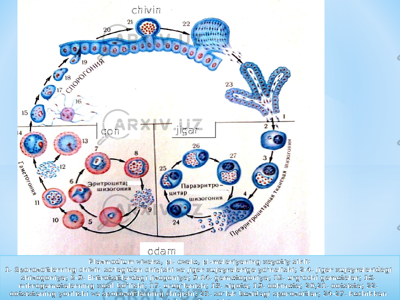 chivin qon jigar odam Plazmodium vivaks, pl. ovale, pl.malariyaning xayotiy sikli: 1. Sporozoitlarning chivin soʼlagidan chiqishi va jigar xujayralariga yoʼnalishi; 2-4. jigar xujayralaridagi shizogoniya; 5-9. Eritrotsitlardagi jizogoniya; 9-14. gametogoniya; 15. urgʼochi gametalar; 16. mikrogametalarning xosil boʼlishi; 17. urugʼlanish; 18. zigota; 19. ookineta; 20,21. ootsista; 22. ootsistaning yorilishi va sporozoitlarning chiqishi; 23. soʼlak bezidagi sporozoitlar; 24-27. kechikkan toʼqima bosqichi.230807 27 03 0C021E 0F 04 