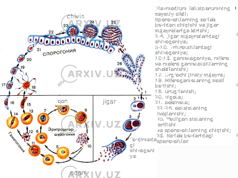 Plazmodium faltsiparumning xayotiy sikli: Sporozoitlarning soʼlak bezidan chiqishi va jigar xujayralariga kirishi; 2-4. Jigar xujayralaridagi shizogoniya; 5-10. Eritrotsitlardagi shizogoniya; 10-16. gametogoniya, mikro va makro gametotsitlarning shakllanishi; 17. Urgʼochi jinsiy xujayra; 18. Mikrogametaning xosil boʼlishi; 19. urugʼlanish; 20. zigota; 21. ookineta; 22-24. ootsistaning rivojlanishi; 25. Yetilgan sistaning yorilishi va sporozoitlarning chiqishi; 26. Soʼlak bezlaridagi sporozoitlar. odamchivin jigarqon To’qimada gi shizogeni ya 