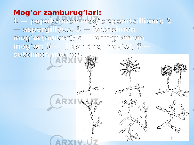 Mogʼor zamburugʼlari: 1 — popuksimon mogʼor(penitsillium); 2 — aspergillyus; 3 — boshsimon mogʼor(mukor); 4 — shingilsimon mogʼor; 5 —  jigarrang mogʼor, 6 — sutsimon mogʼor: 