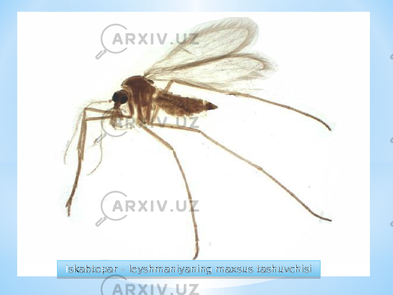 Iskabtopar – leyshmaniyaning maxsus tashuvchisi391E 