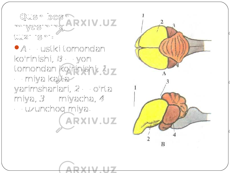  Qush bosh miyasining tuzilishi:  A — ustki tomondan ko&#39;rinishi, B — yon tomondan ko&#39;rinishi; 1 — miya katta yarimsharlari, 2 — o&#39;rta miya, 3 — miyacha, 4 — uzunchoq miya. 